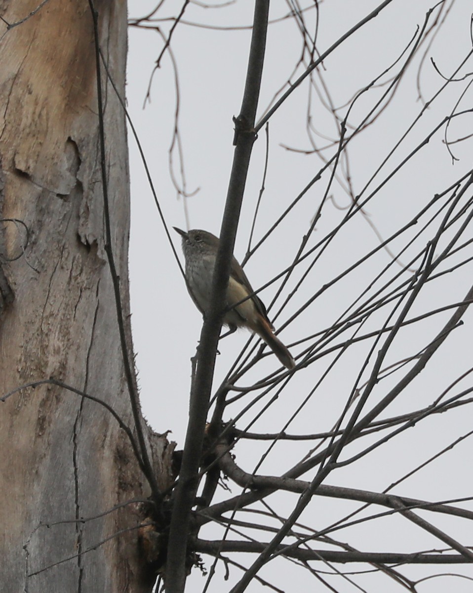 Шиподзьоб широкохвостий - ML410385781