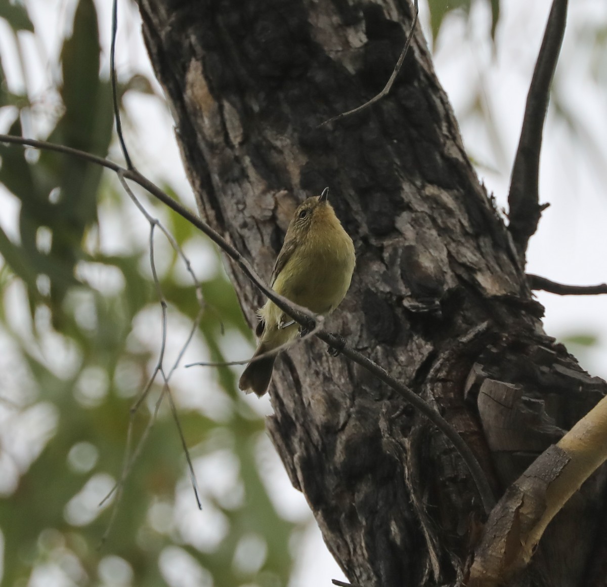 Шиподзьоб малий - ML410385941