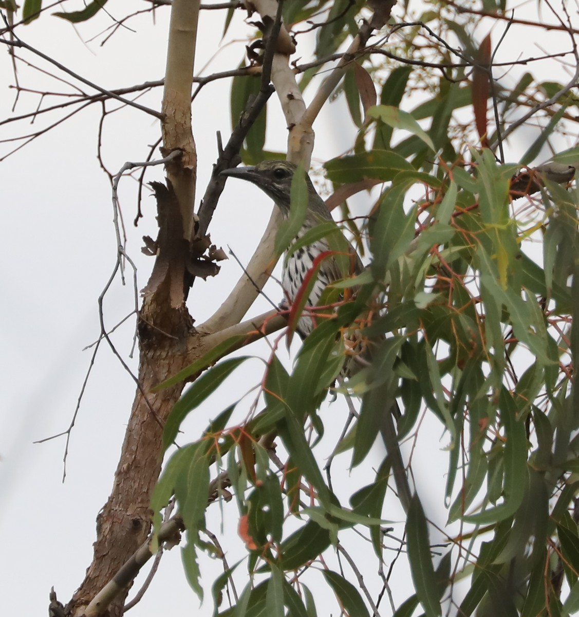 Вивільга оливкова - ML410385971