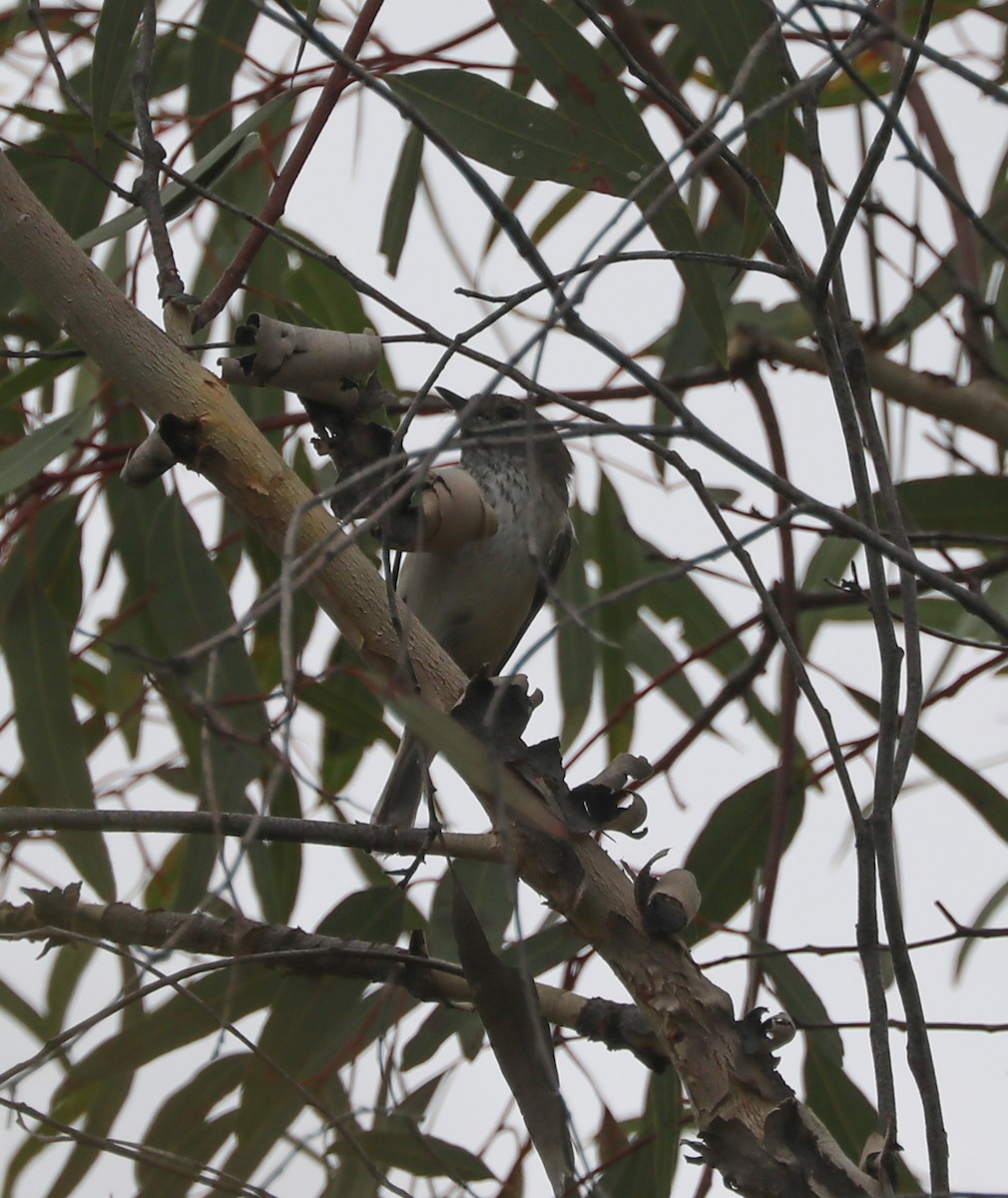 Шиподзьоб широкохвостий - ML410386151