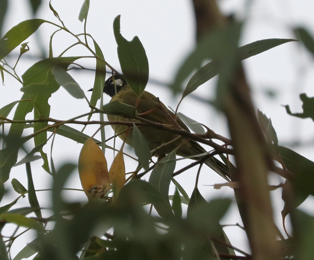 Медник чорноволий - ML410386191