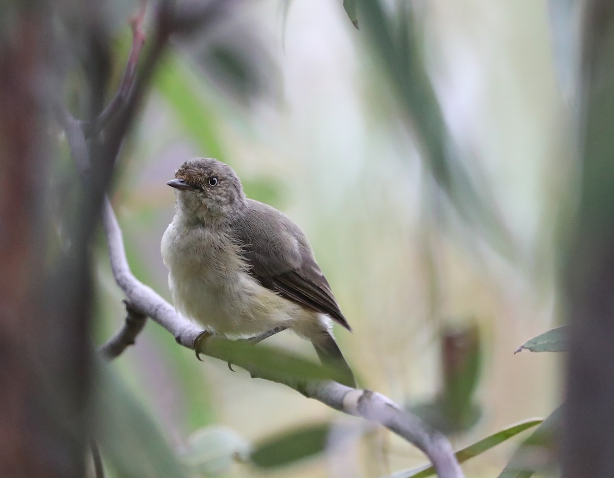 Шиподзьоб золотомушковий - ML410386431