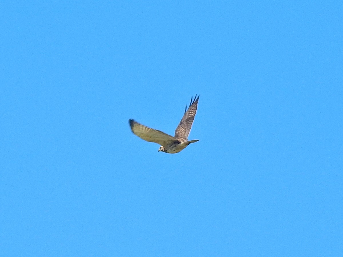 Broad-winged Hawk - Reanna Thomas