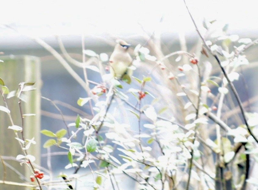 Cedar Waxwing - ML410387631