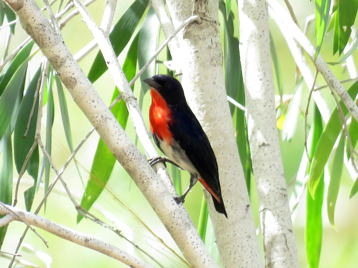 Mistletoebird - ML410390691