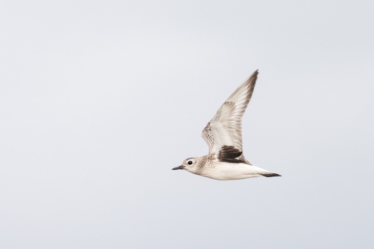 Black-bellied Plover - ML41039371