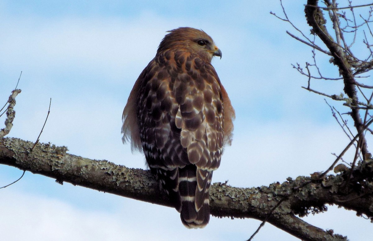 Red-shouldered Hawk - ML410394641