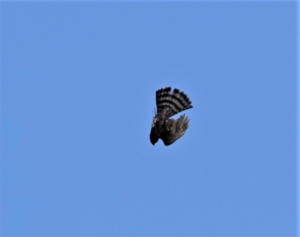 Sharp-shinned/Cooper's Hawk - ML410394911