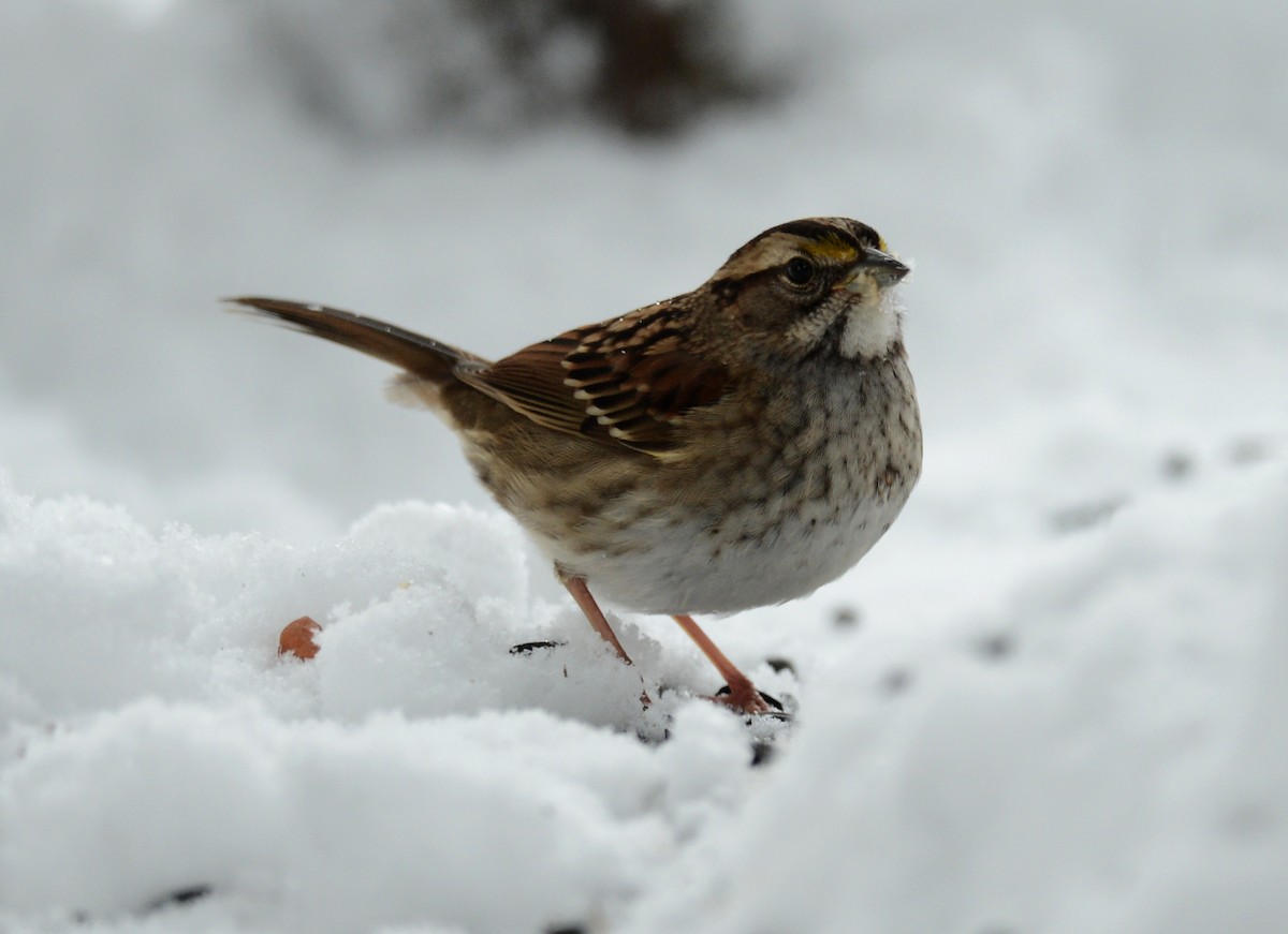 White-throated Sparrow - ML41039571