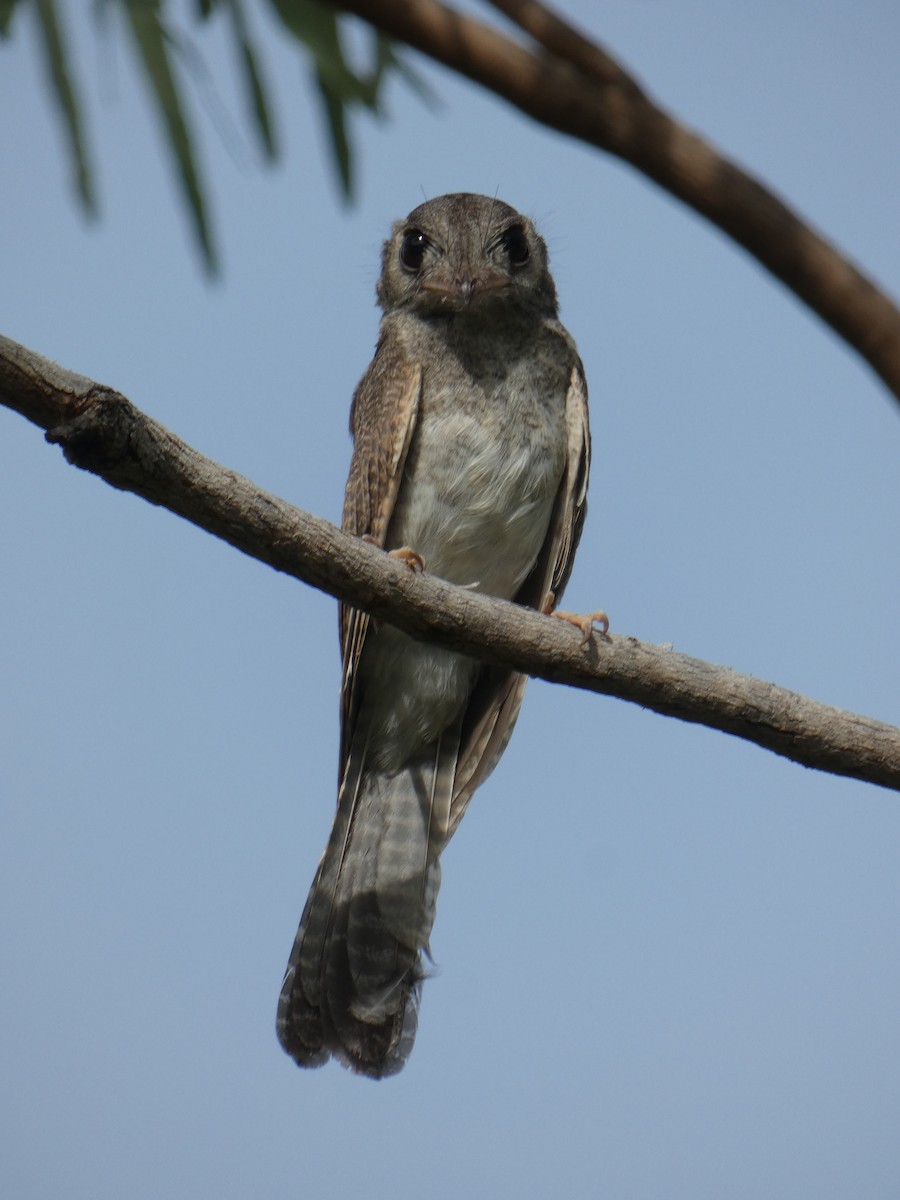 Australian Owlet-nightjar - ML410396301