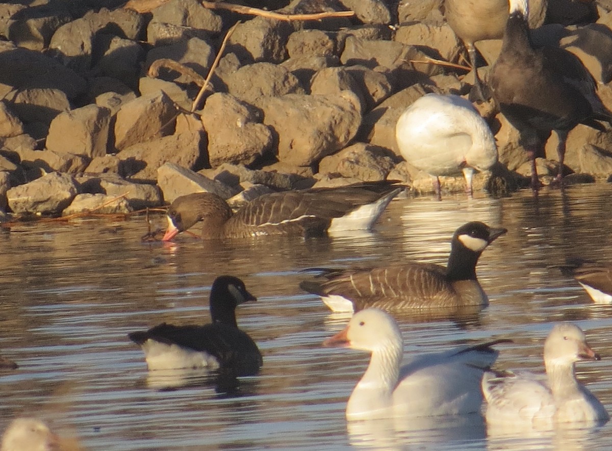 Greater White-fronted Goose - ML410397981