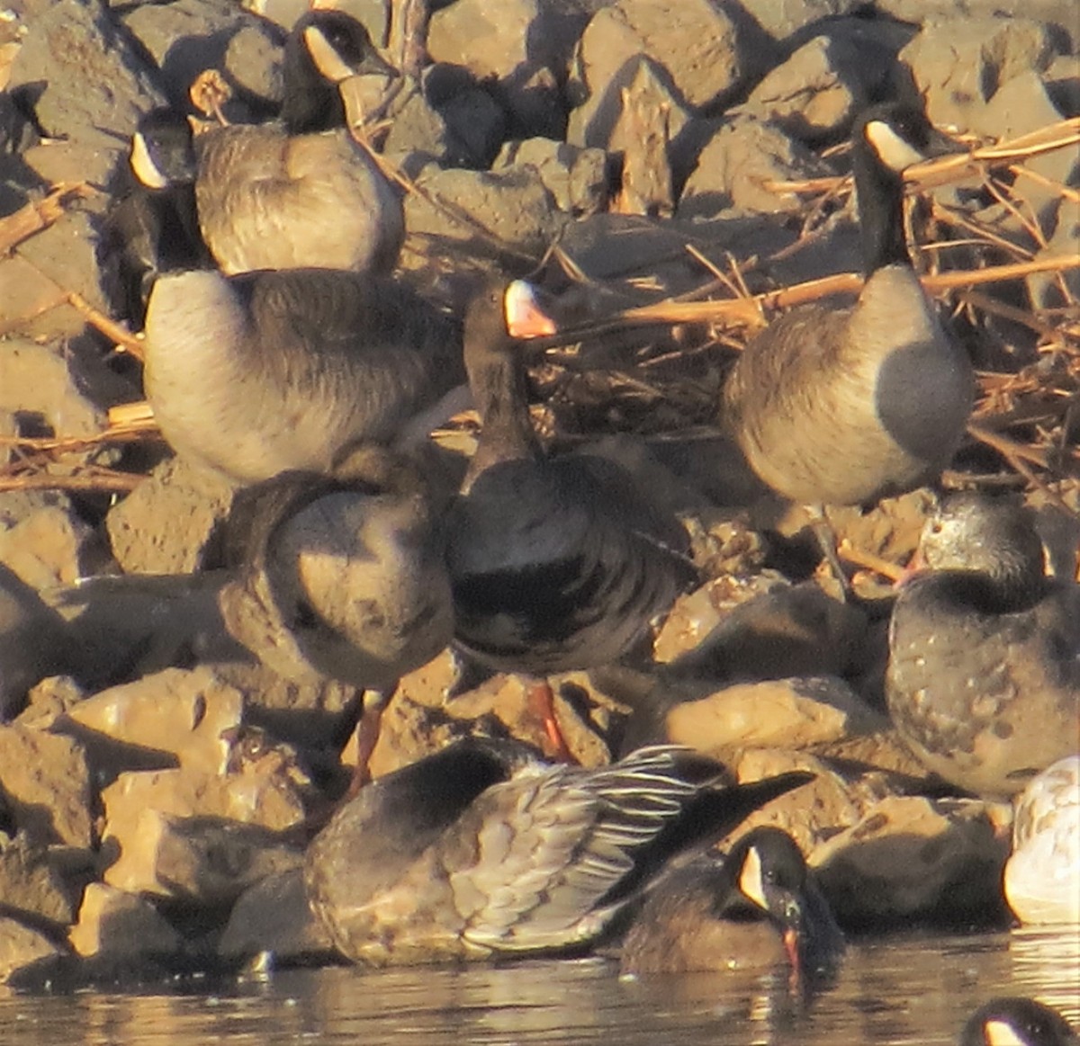 Greater White-fronted Goose - ML410397991