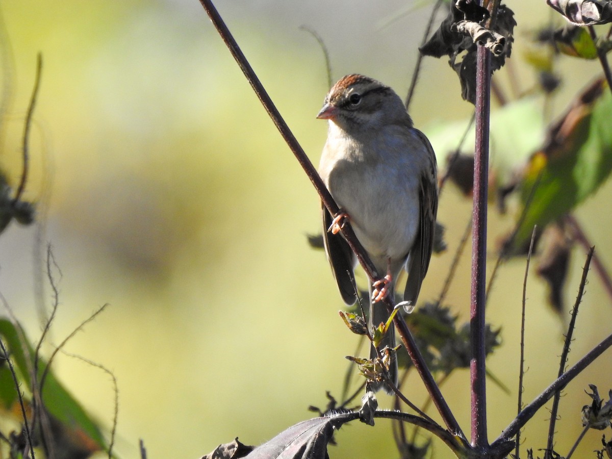 Chipping Sparrow - Reanna Thomas