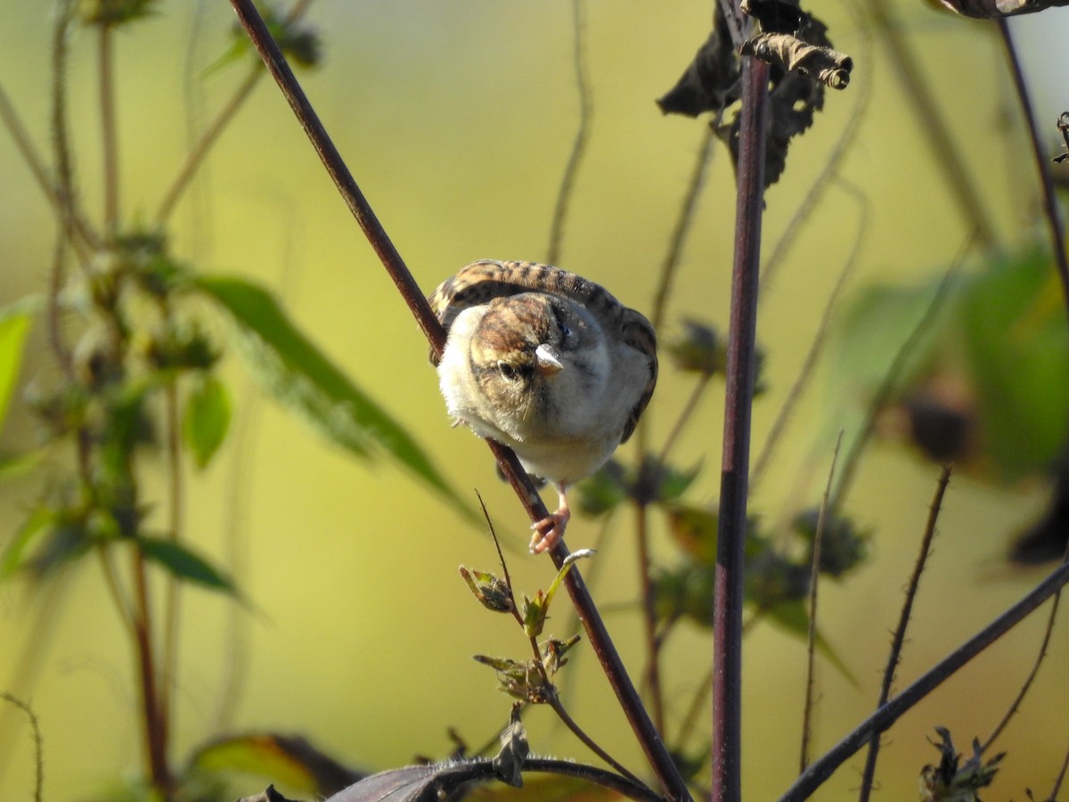 Chipping Sparrow - Reanna Thomas