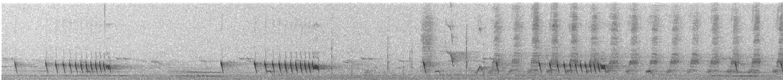 Indiennachtschwalbe - ML410400971