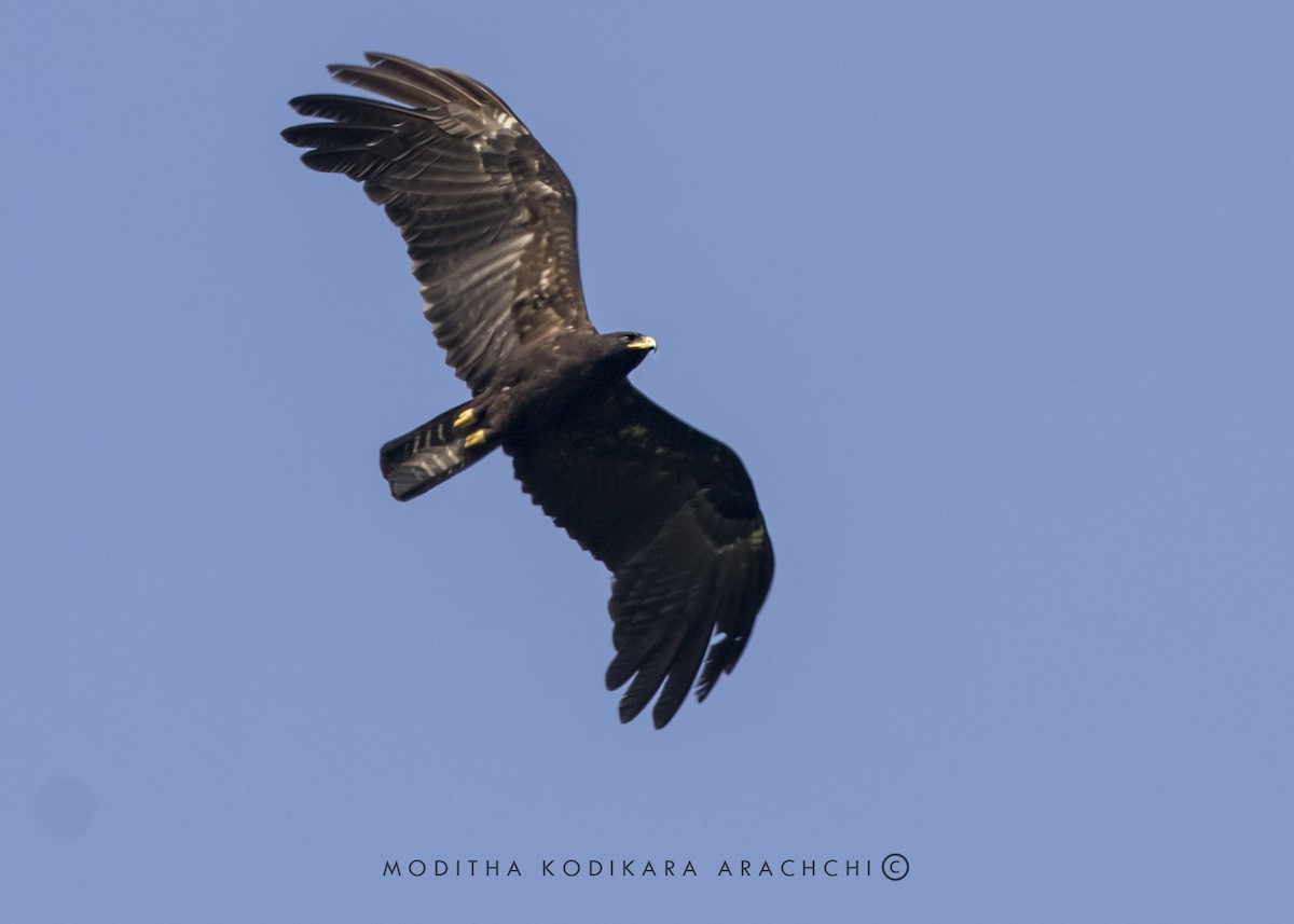 Black Eagle - ML410403511