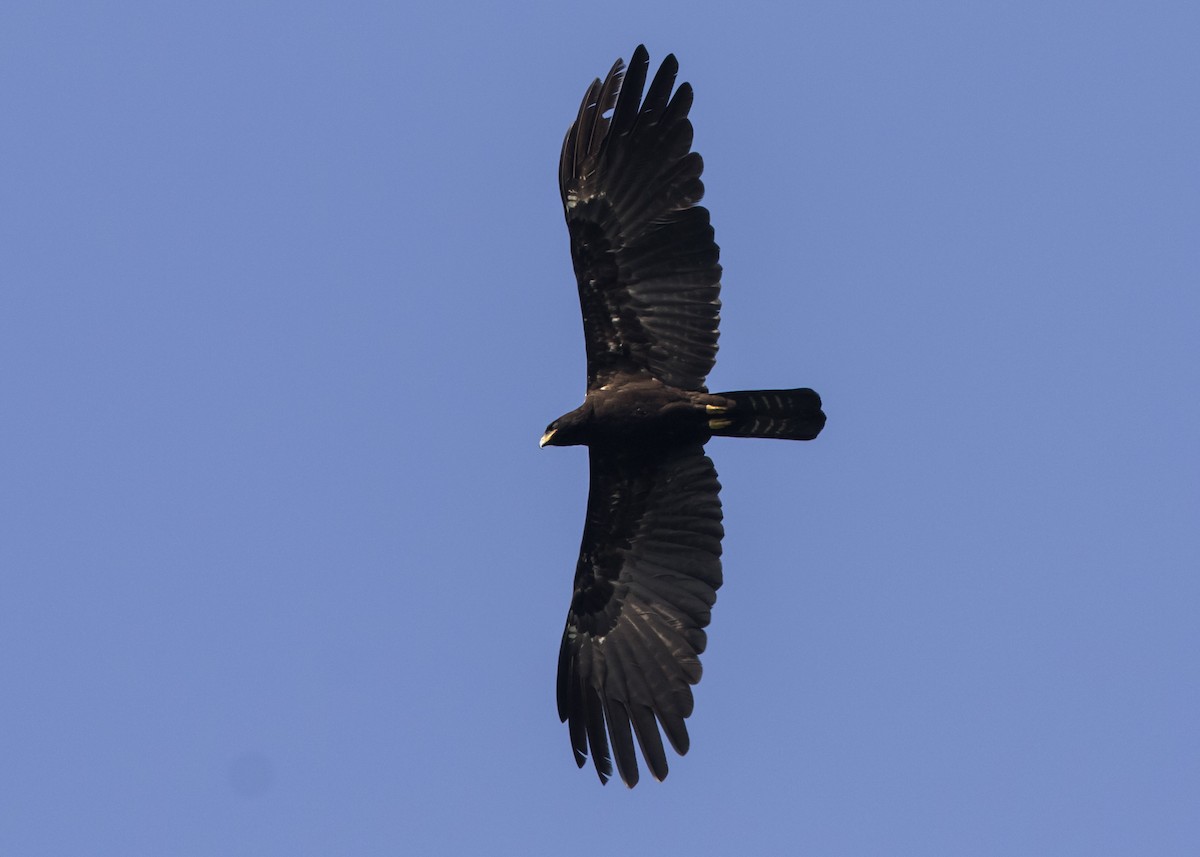 Black Eagle - ML410403521