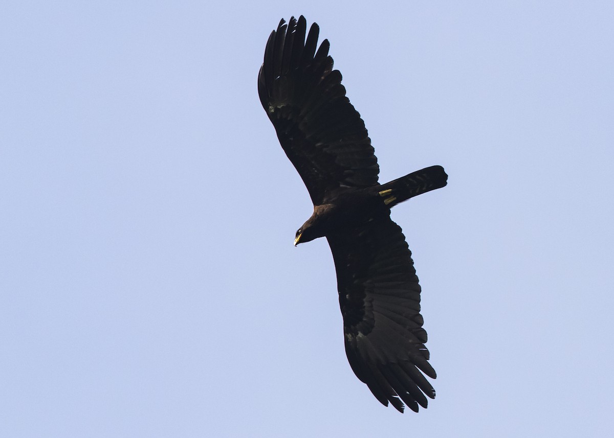 Black Eagle - ML410403531