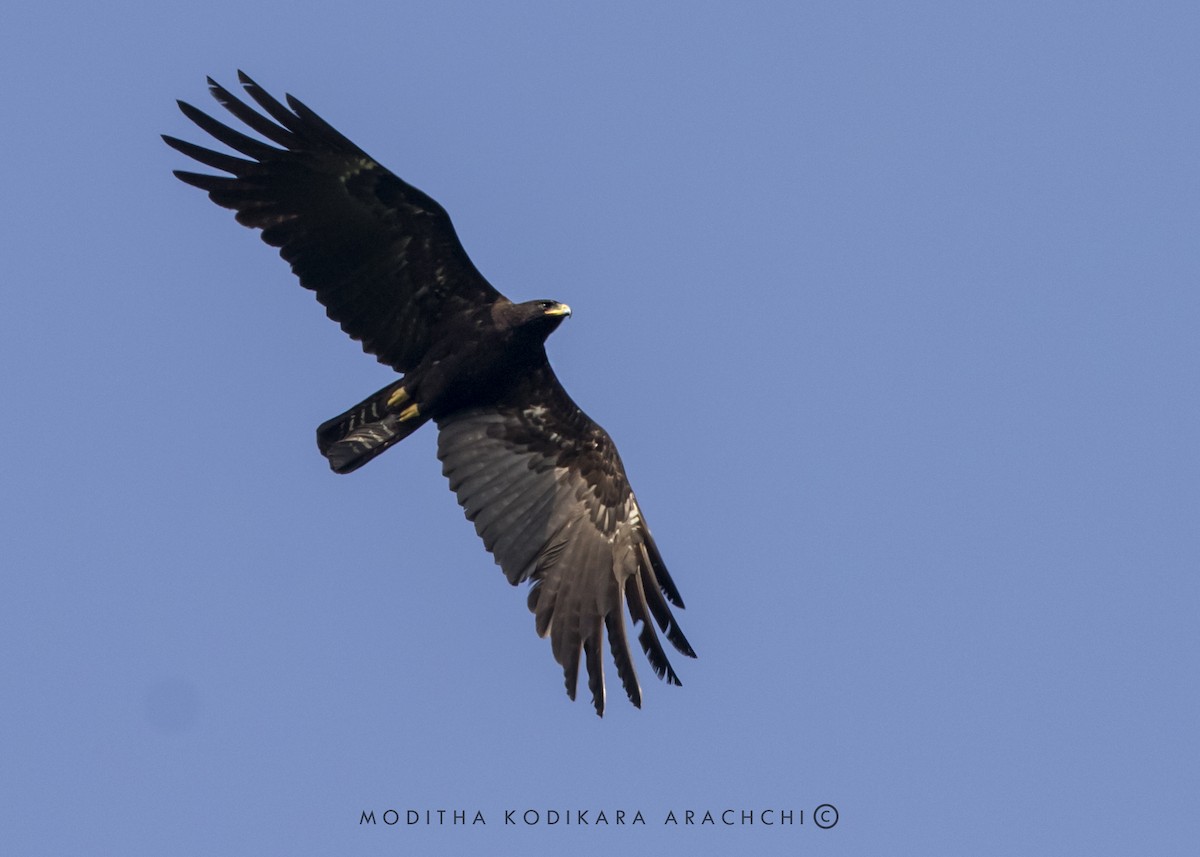 Black Eagle - ML410403541