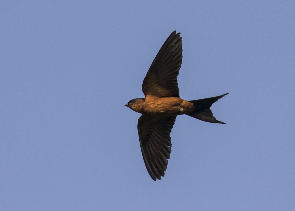 Sri Lanka Swallow - ML410403551