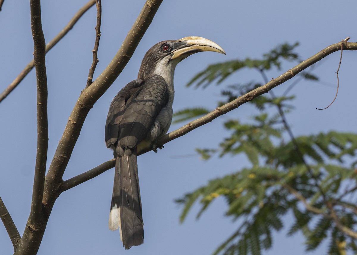 Sri Lanka Gray Hornbill - ML410403621
