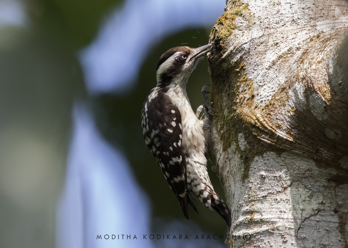 Brown-capped Pygmy Woodpecker - ML410403711