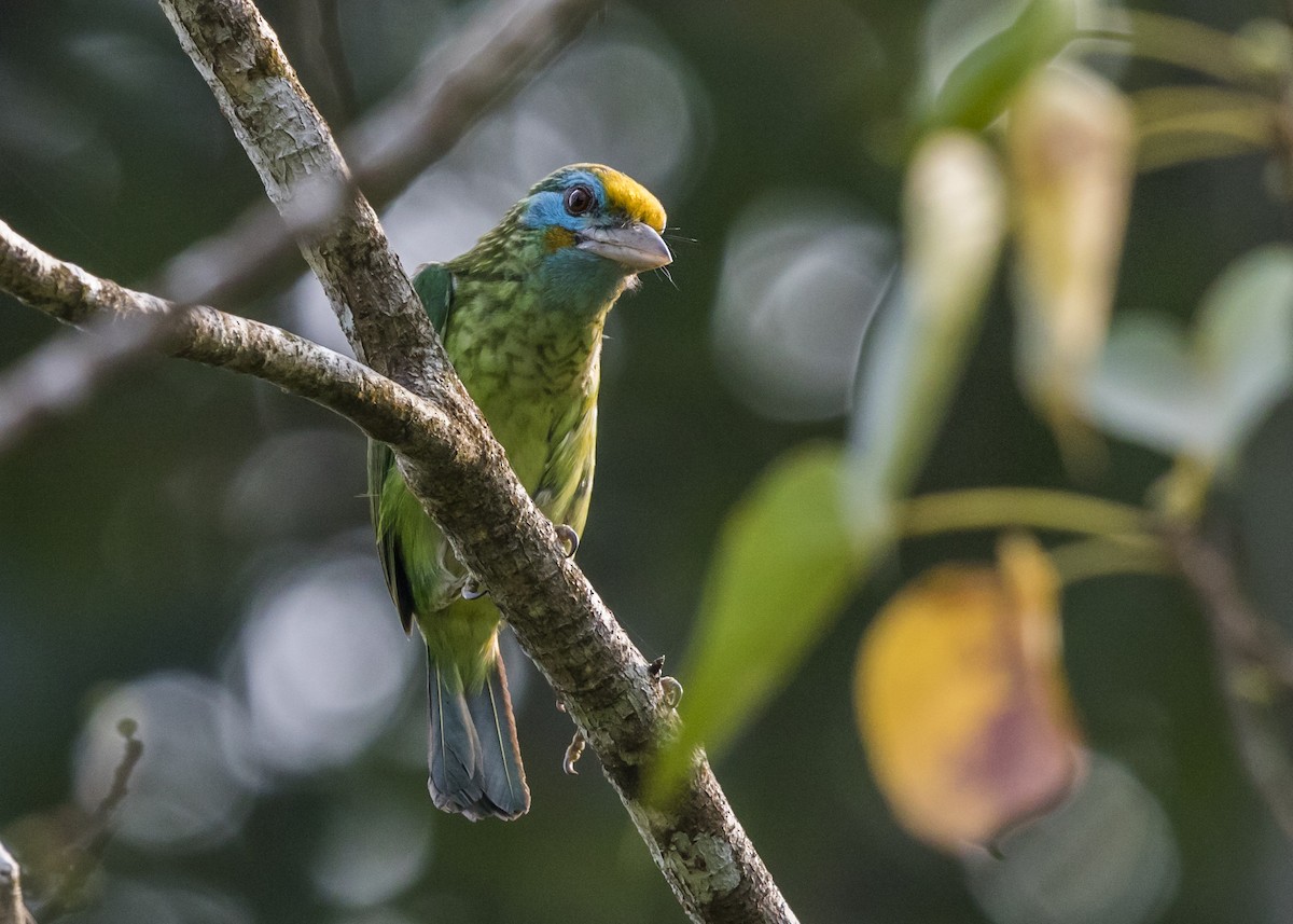 Yellow-fronted Barbet - ML410403851