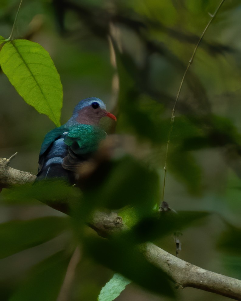 Asian Emerald Dove - krishnakumar K Iyer