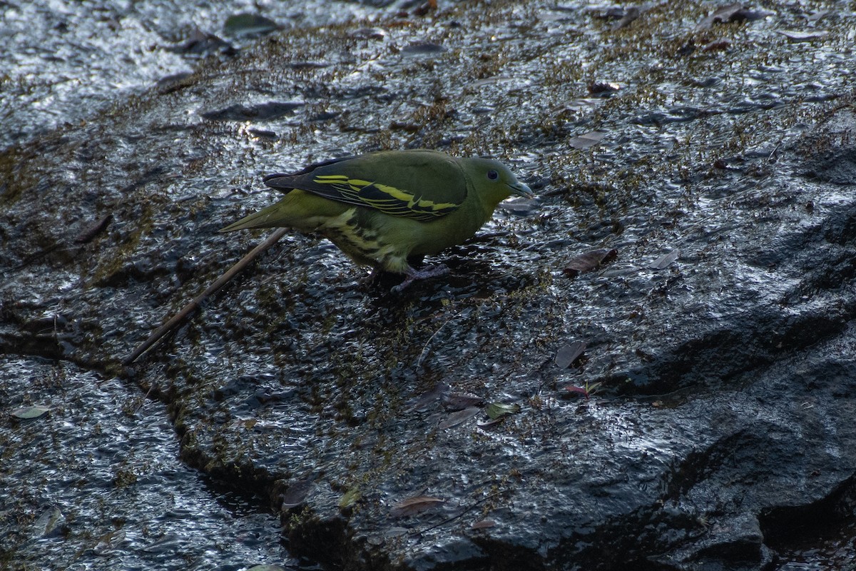 Gray-fronted Green-Pigeon - ML410404261