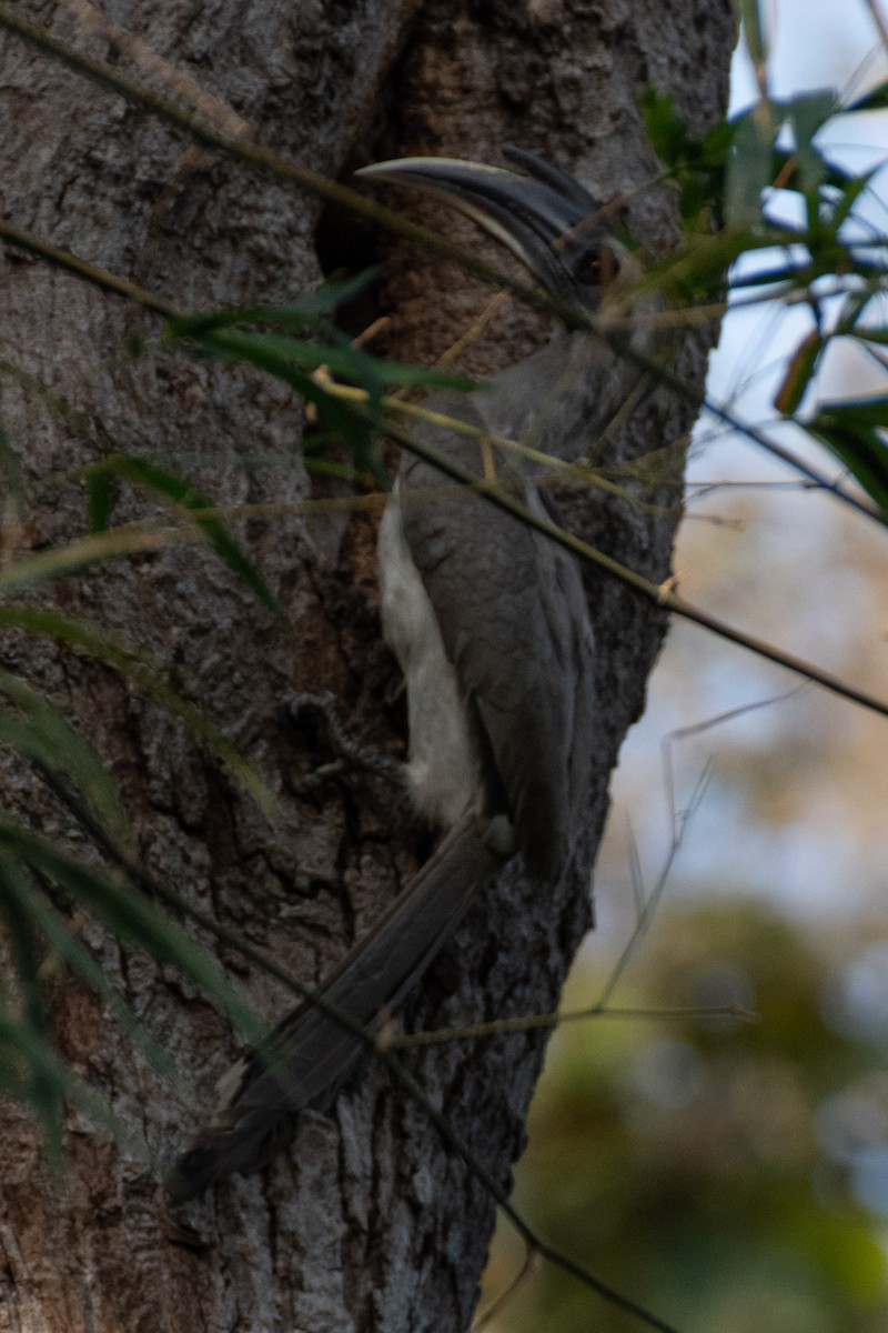 Indian Gray Hornbill - ML410404401