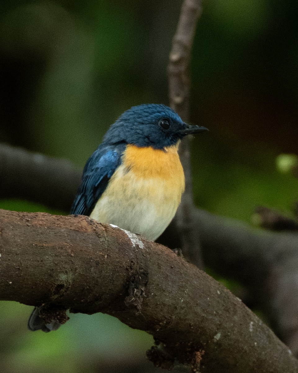 Tickell's Blue Flycatcher - ML410404581