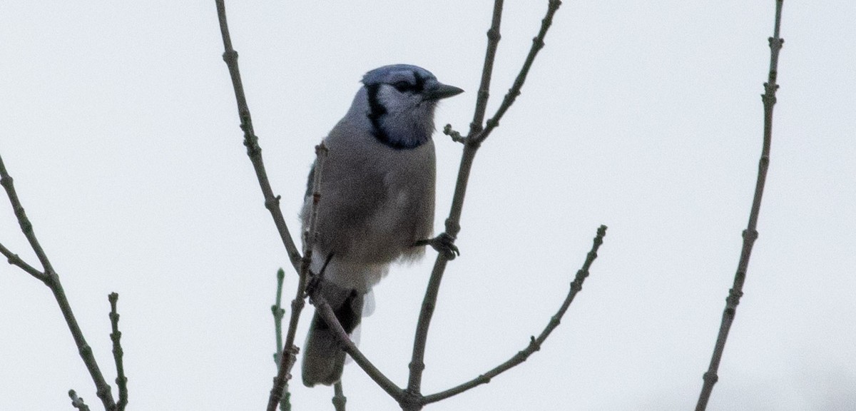 Blue Jay - ML410405371