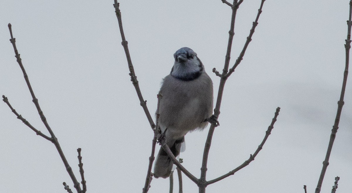 Blue Jay - ML410405391