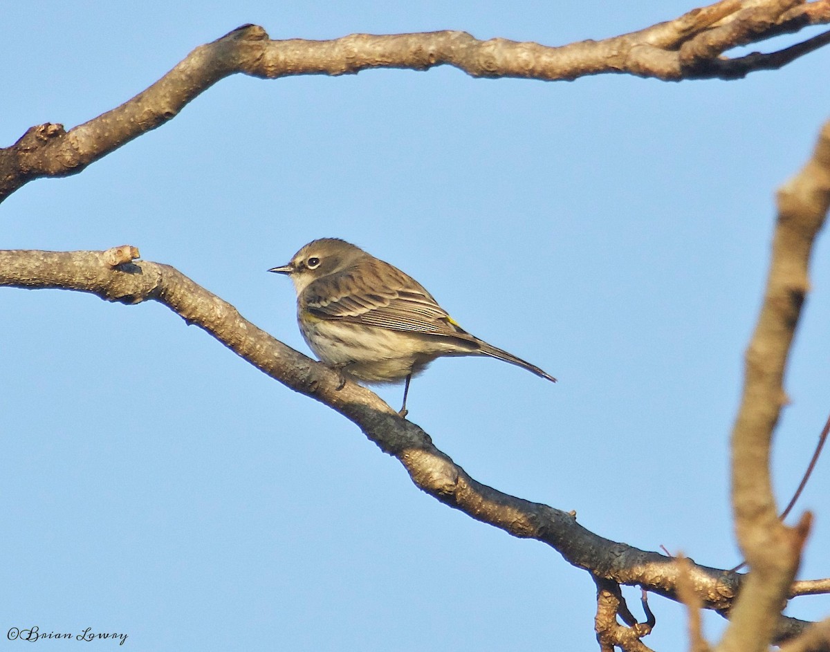 Yellow-rumped Warbler - ML41040631