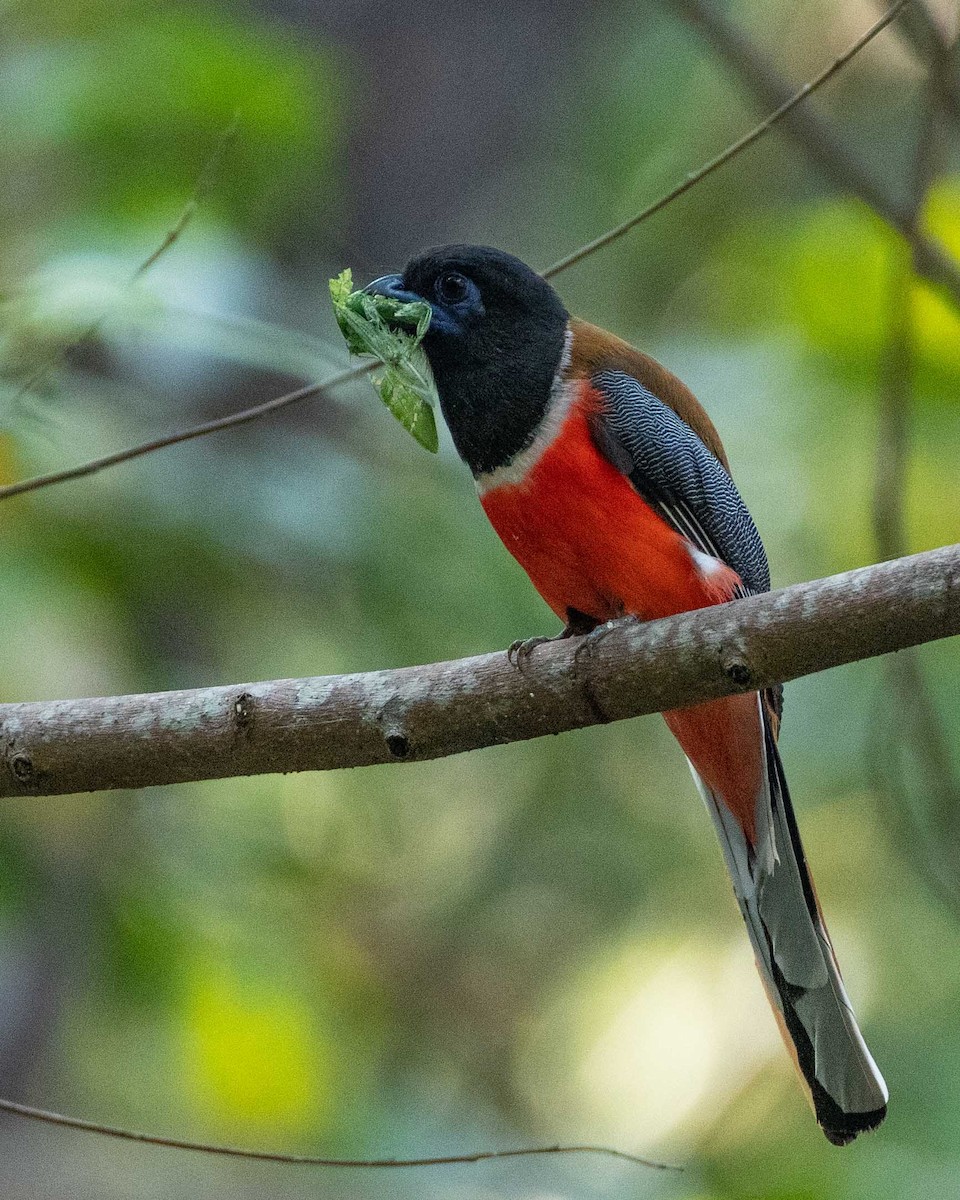 Malabar Trogon - ML410406501