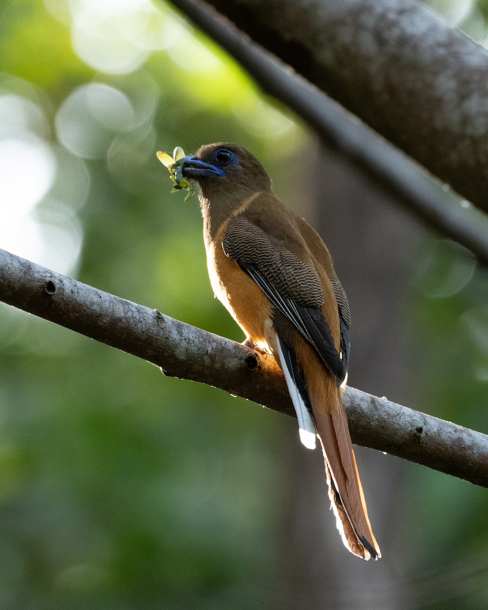 Malabar Trogon - ML410406511