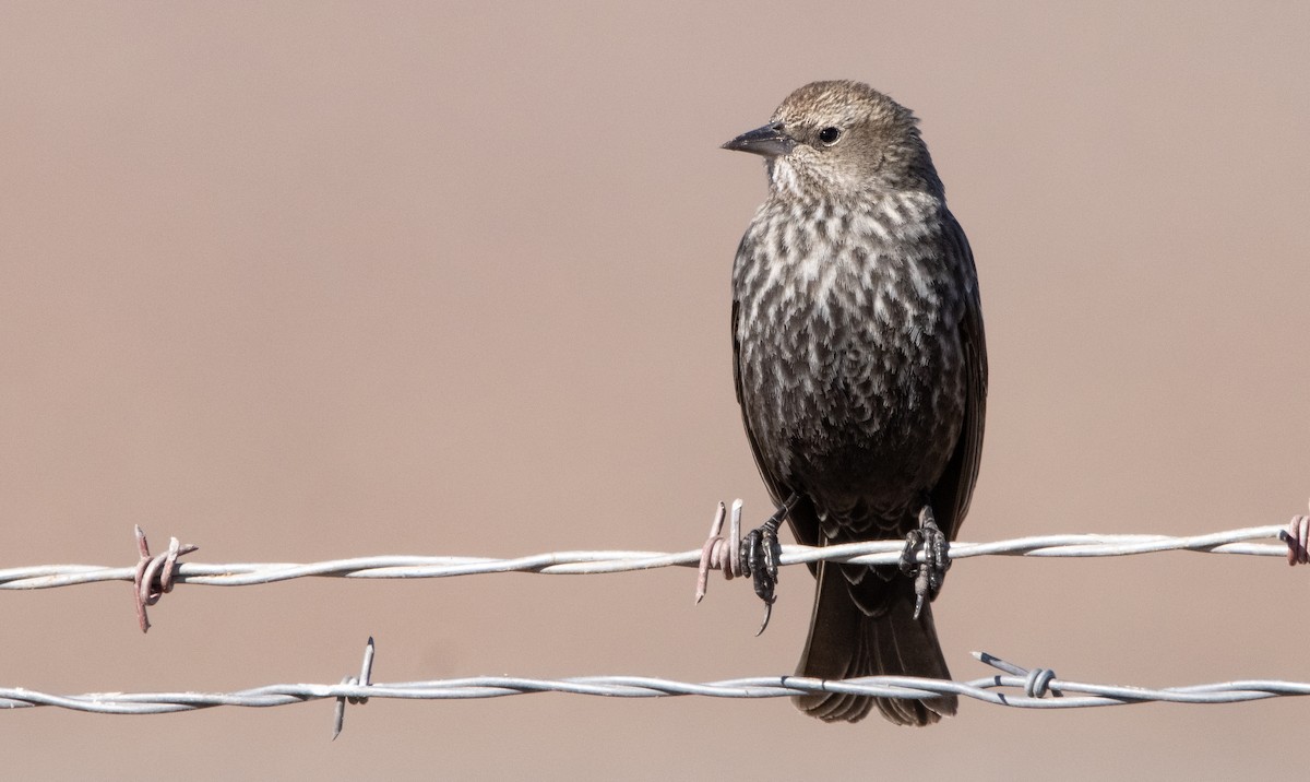 Tricolored Blackbird - ML410408411