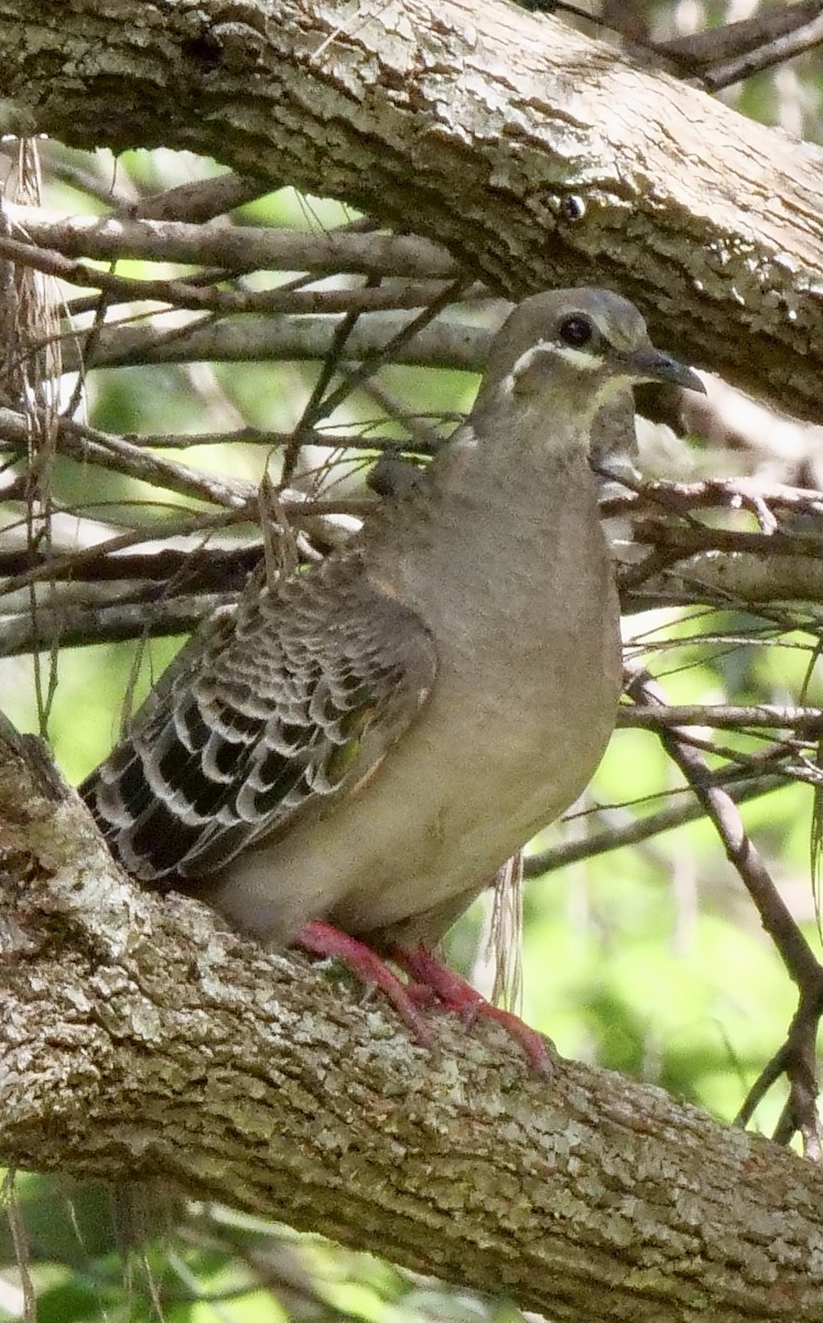 Common Bronzewing - ML410410441