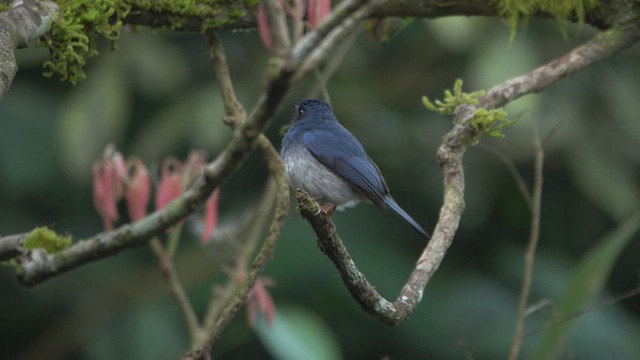 White-bellied Blue Flycatcher - ML410411151