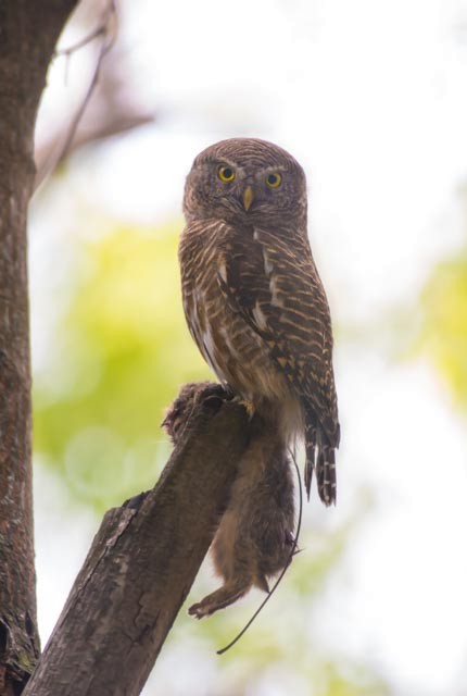 Asian Barred Owlet - ML410411261