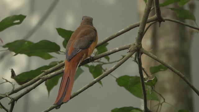 Trogon de Malabar - ML410413311