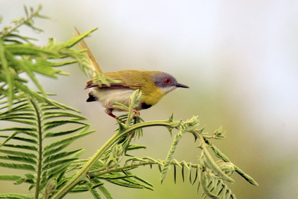 Yellow-breasted Apalis - ML410413451