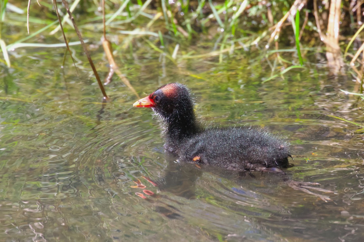 Dusky Moorhen - Dennis Devers