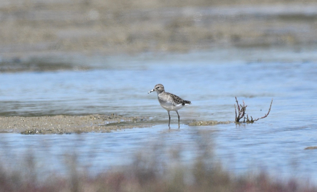 langtåsnipe - ML410414501