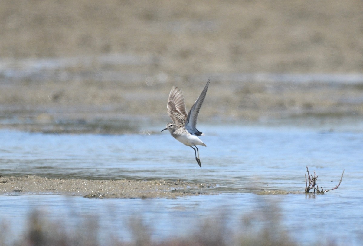 langtåsnipe - ML410414511