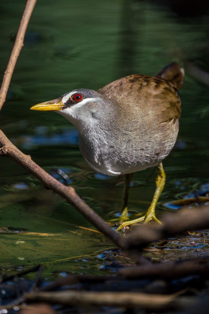 White-browed Crake - ML410414601