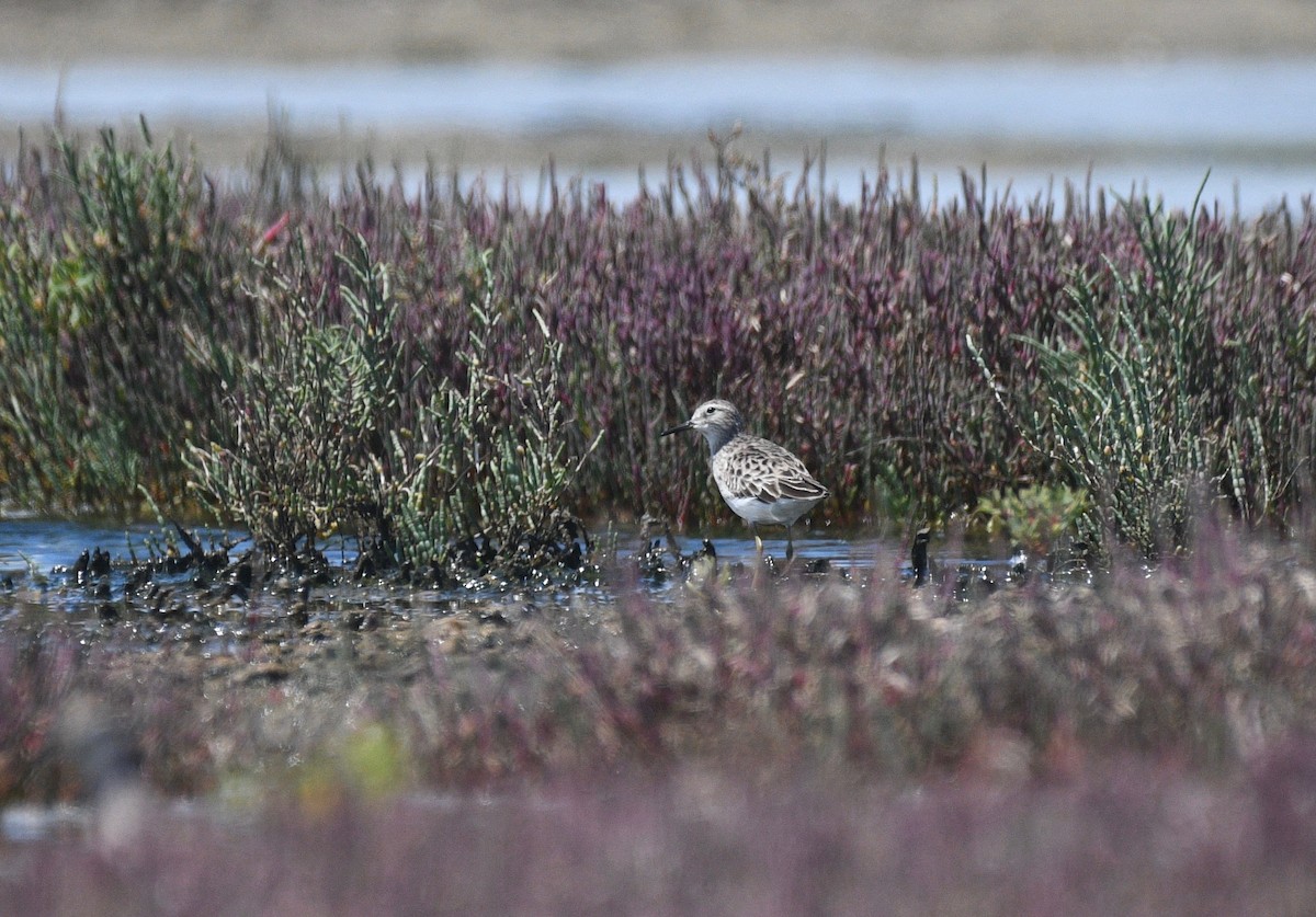 Long-toed Stint - ML410414821