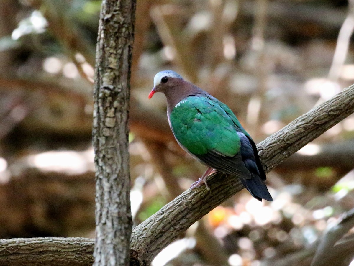 Asian Emerald Dove - John Sandve