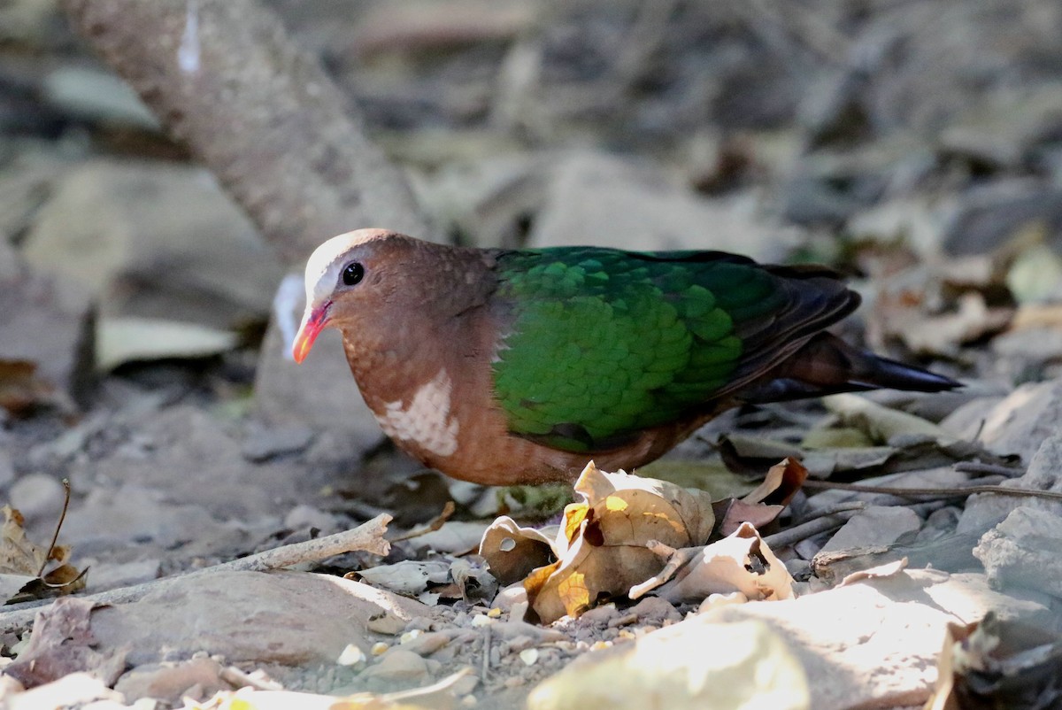 Asian Emerald Dove - ML410416451