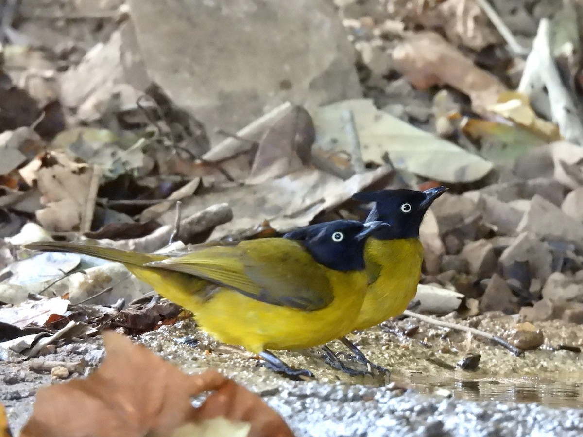 Black-crested Bulbul - ML410416581